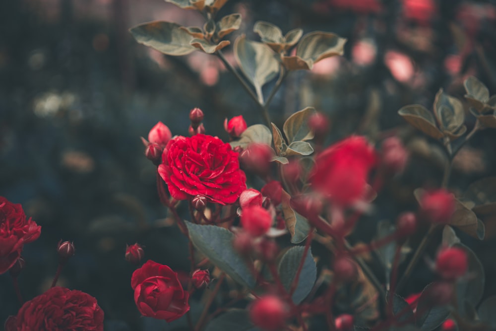 Fotografía de enfoque selectivo de la rosa roja