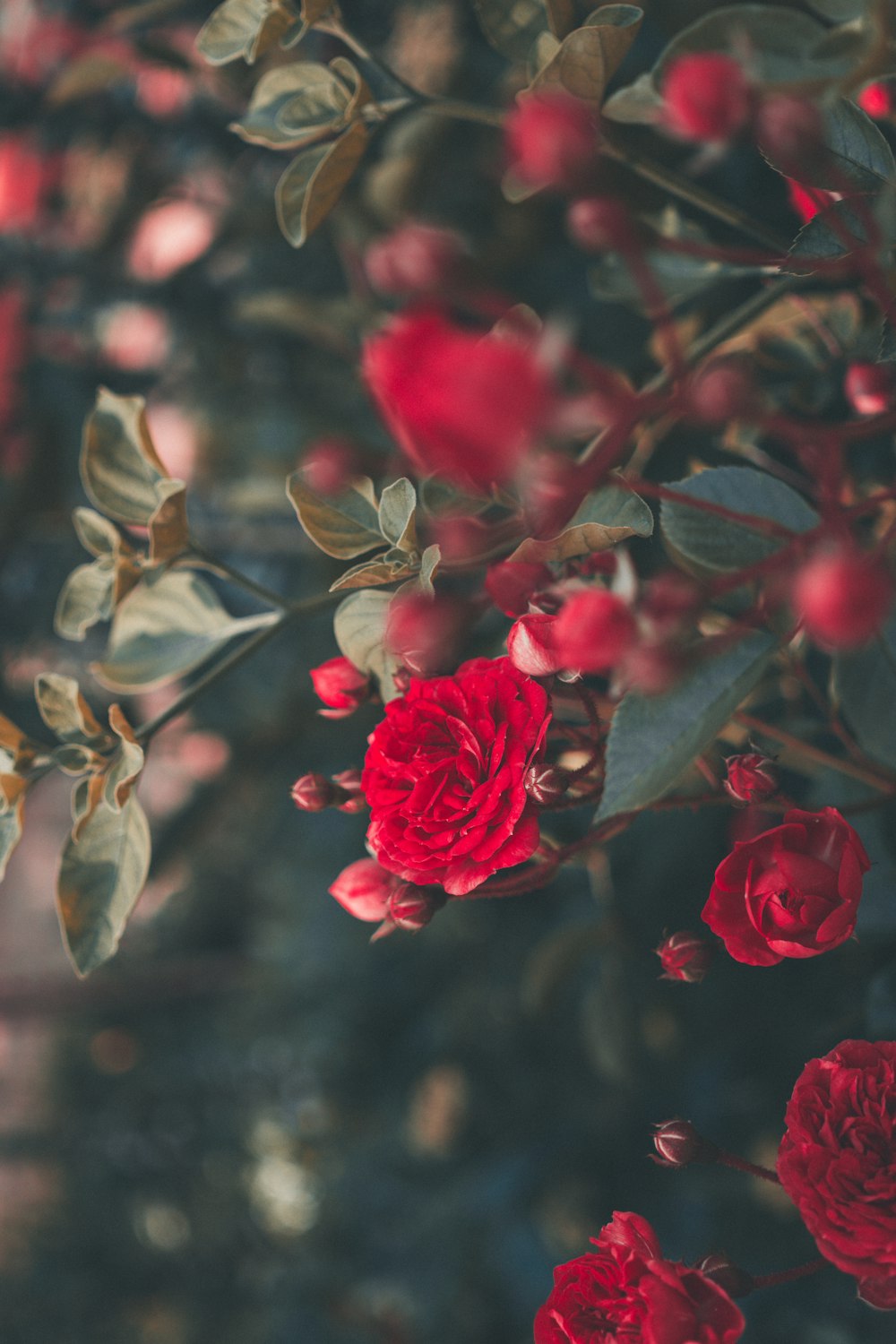 blühende rote Rosen