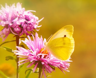 selective focus photography of yellow butterfly collecting nectar from pink petaled flower