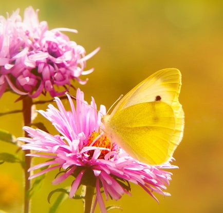 selective focus photography of yellow butterfly collecting nectar from pink petaled flower