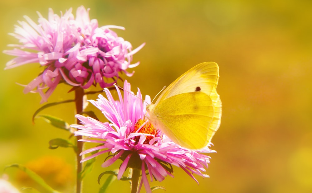 분홍색 꽃잎이 달린 꽃에서 꿀을 모으는 노란 나비의 선택적 초점 사진