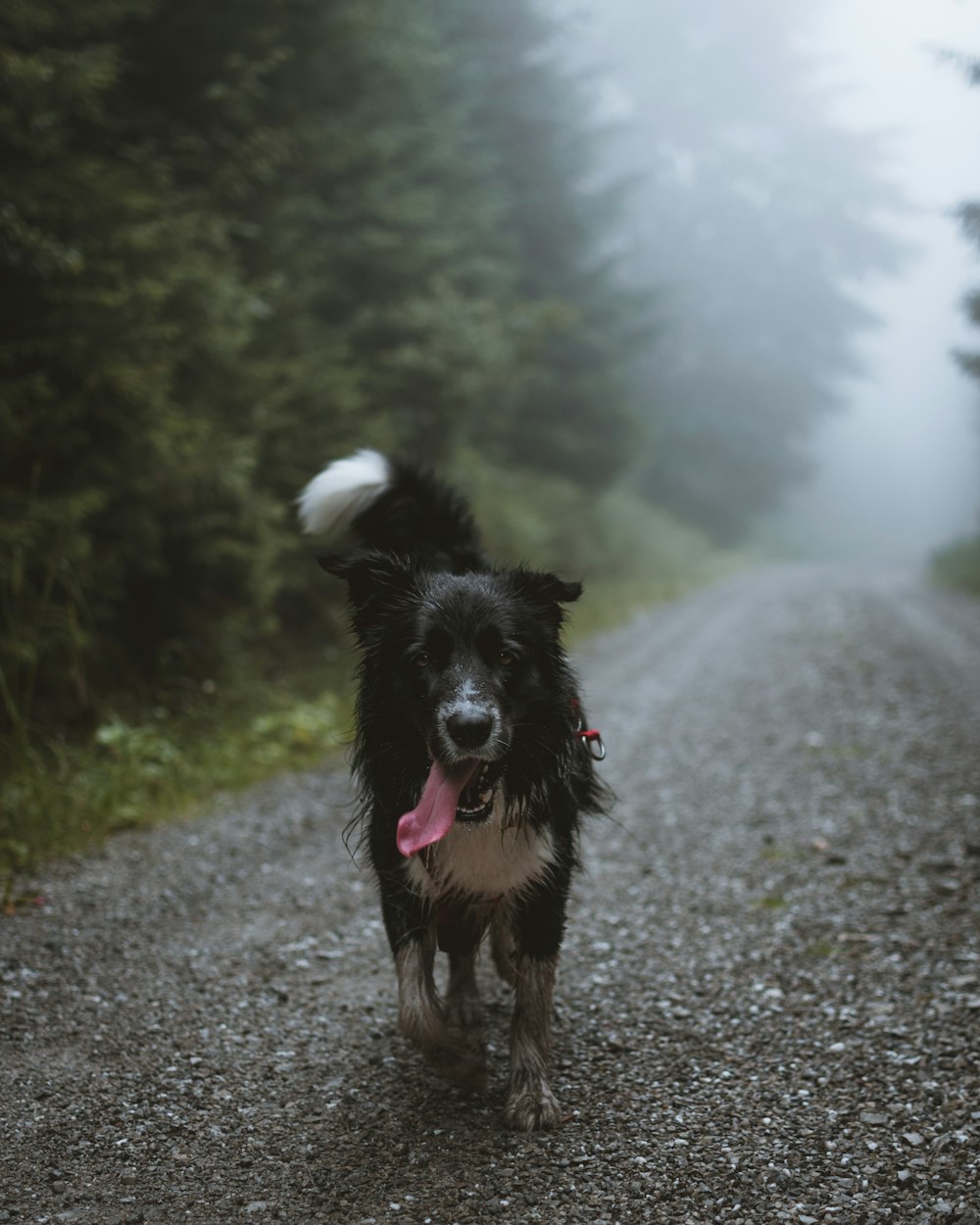 Schwarzer Hund, der tagsüber auf dem Weg spazieren geht