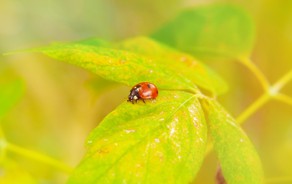 macro photo of red and black ladybug on green leaf