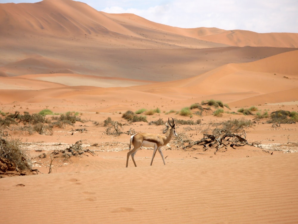 Cervo marrom em pé no deserto