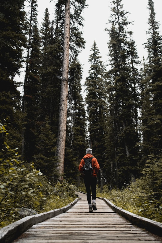 person walking facing backwards in Banff Canada