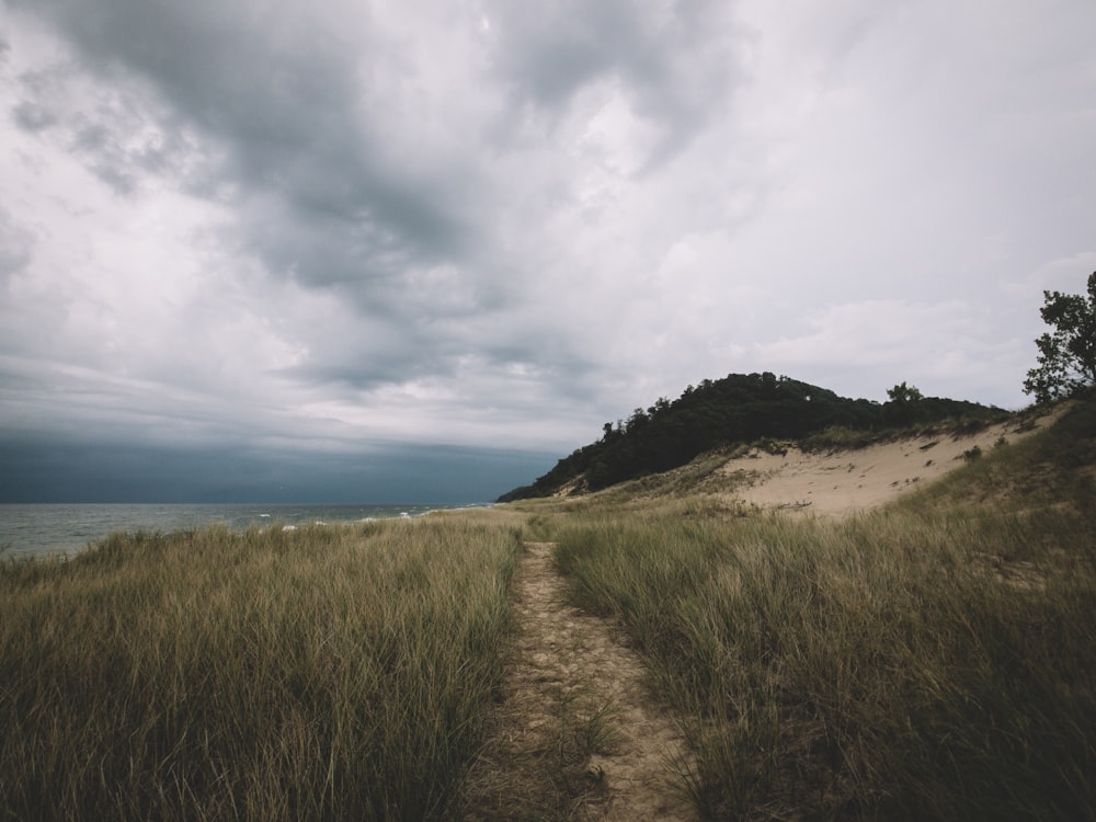 pathway between green grass