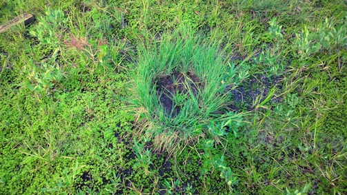 A lush patch of green grass stands out amid a variety of small plants and weeds. The ground is uneven, with different shades of green and some brown patches of soil visible. A small piece of wood is partially seen in the upper left corner, suggesting a natural, outdoor environment.