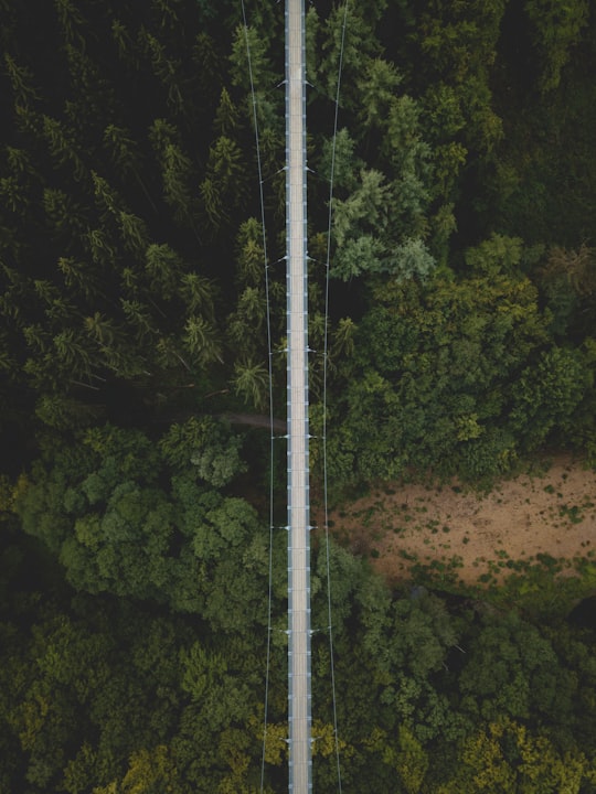 aerial photo of hanging bridge above green leafed trees in Mörsdorf Germany