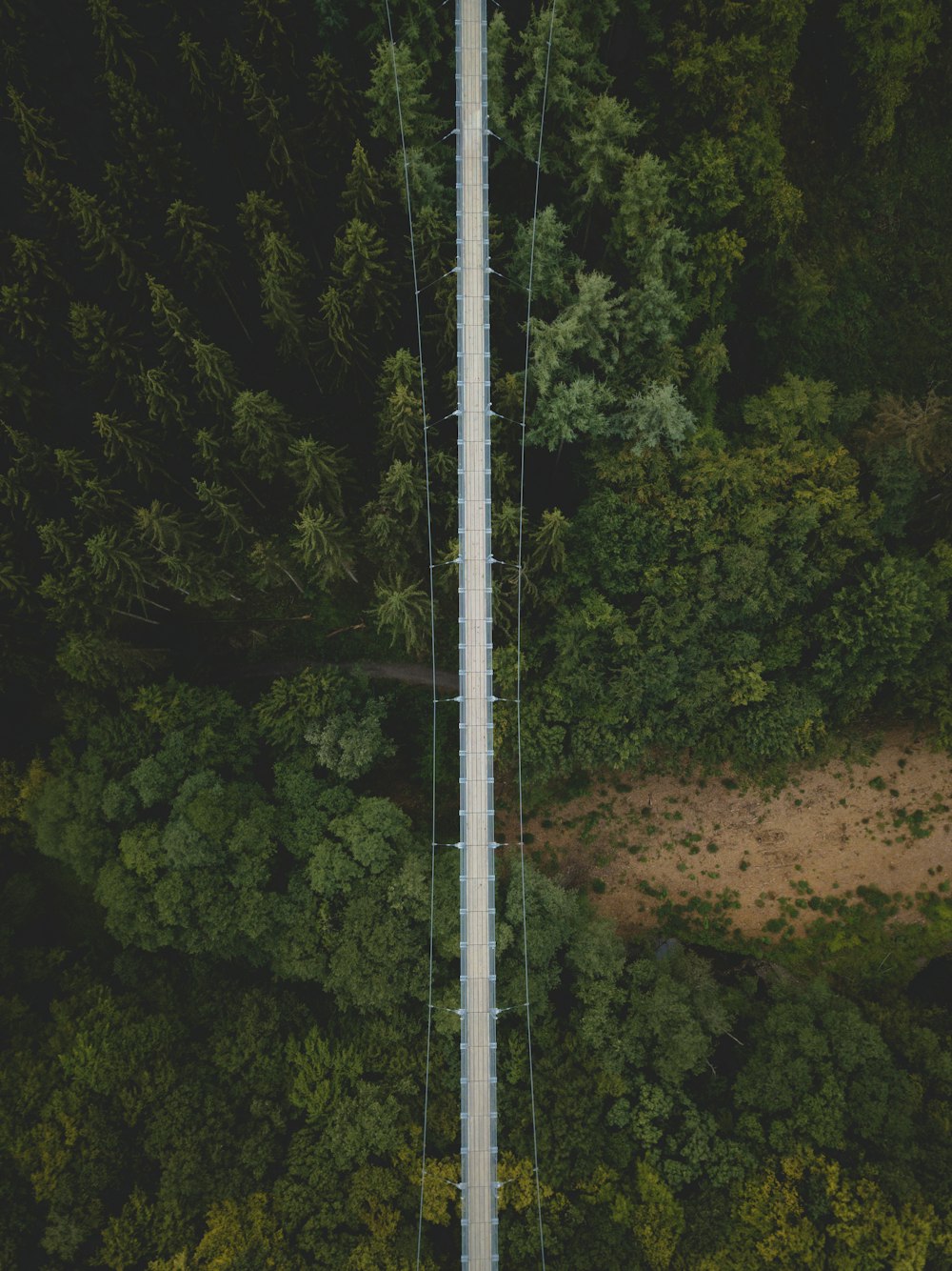 aerial photo of hanging bridge above green leafed trees