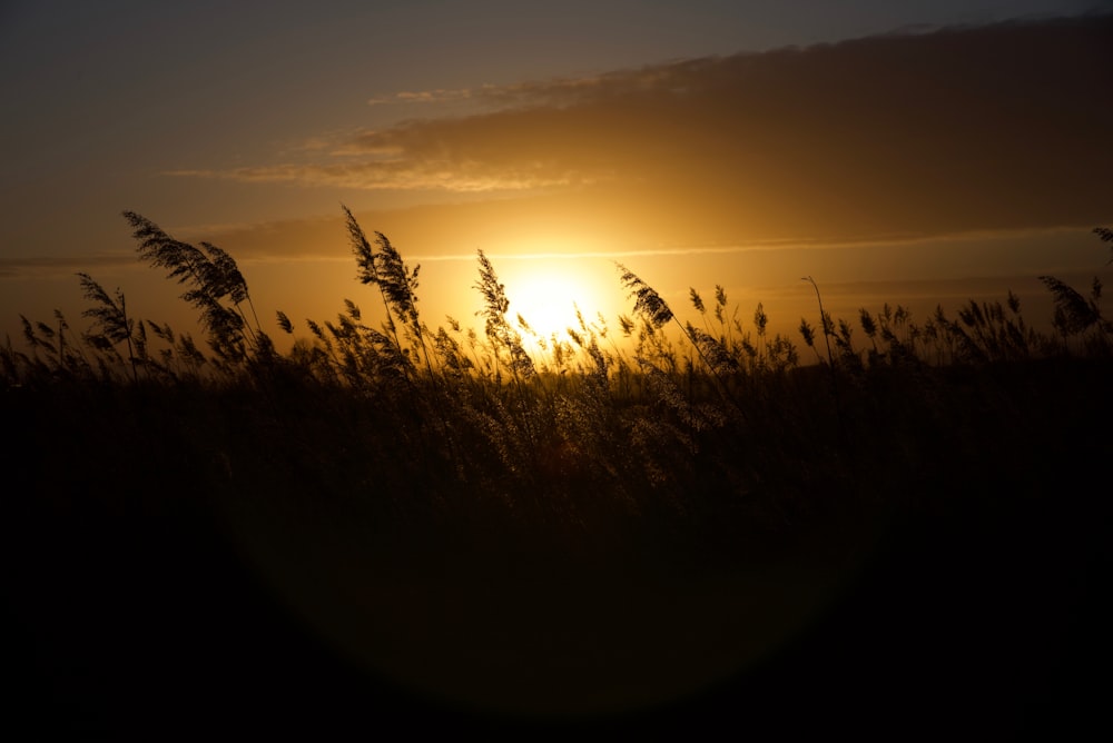silhouette of grass