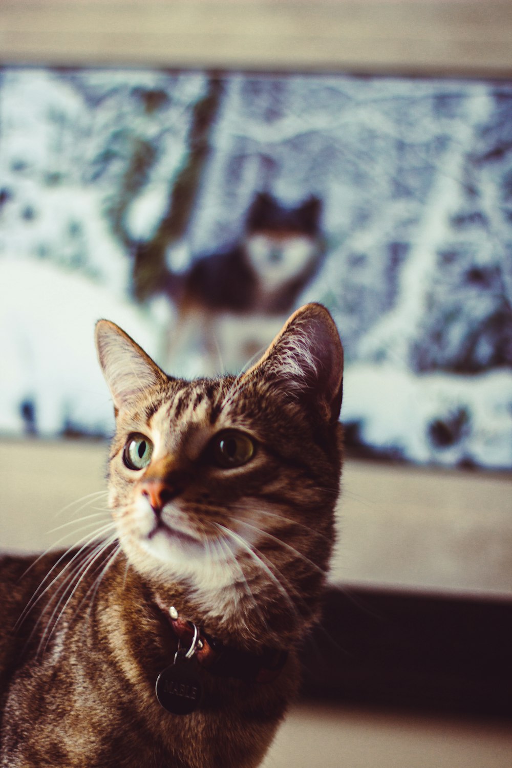 Fotografía de enfoque superficial de gato atigrado marrón