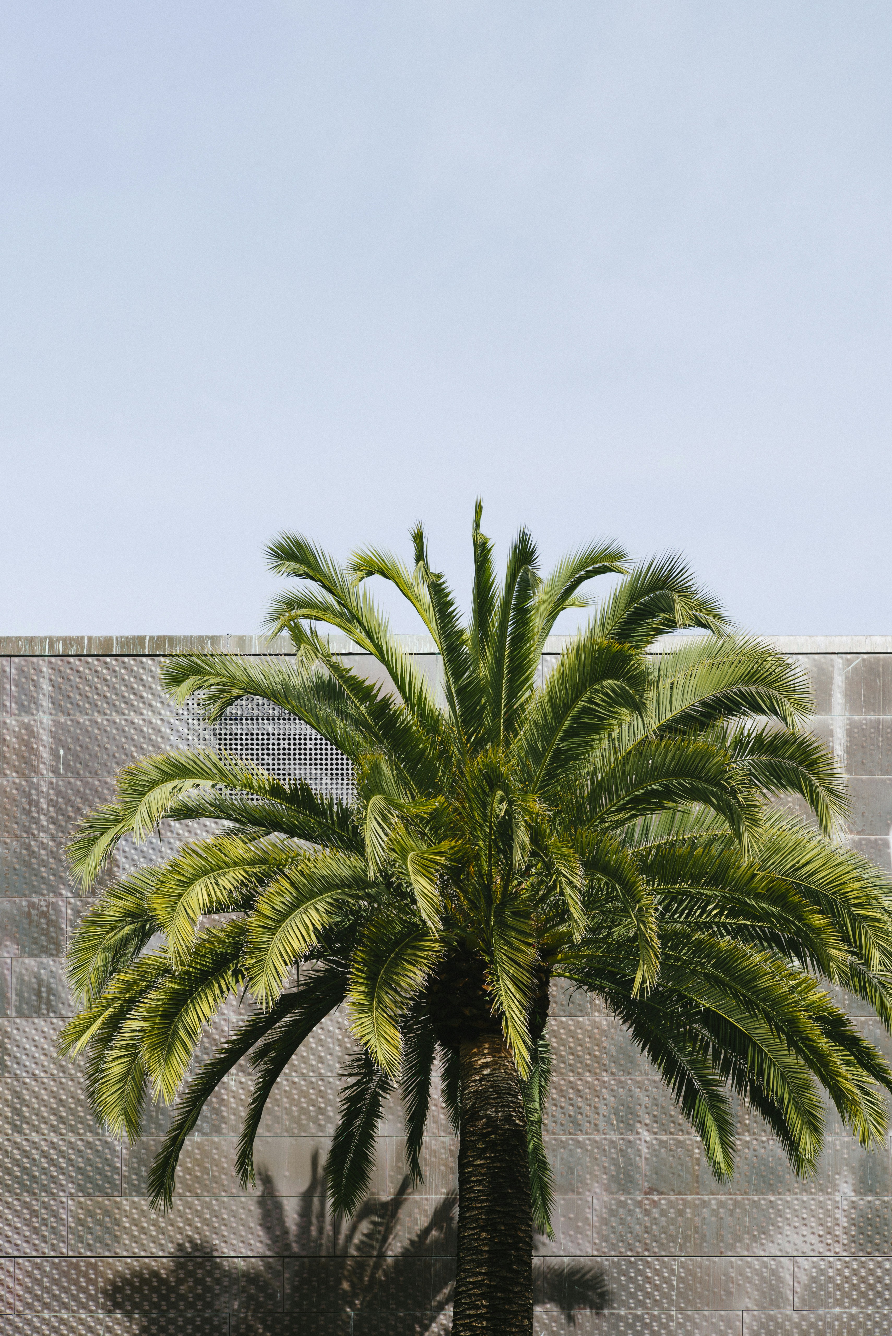 Choose from a curated selection of palm tree photos. Always free on Unsplash.