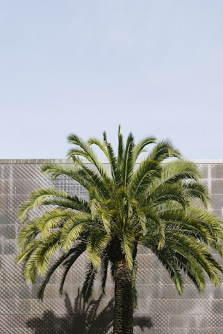 green palm tree beside brown wall at daytime