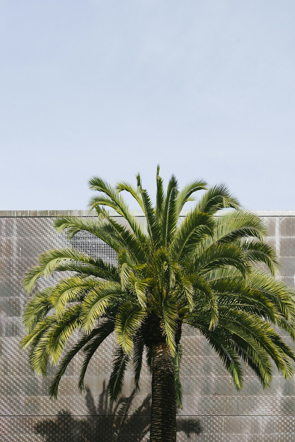 green palm tree beside brown wall at daytime