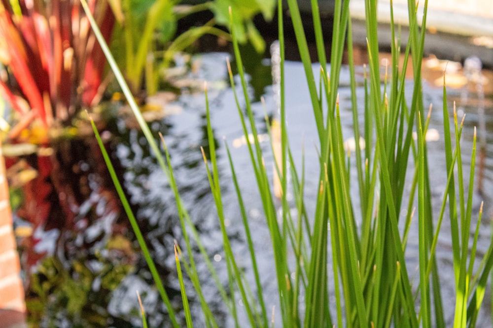 green-leafed plants beside body of water during daytime