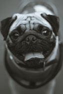 grayscale photo of fawn pug