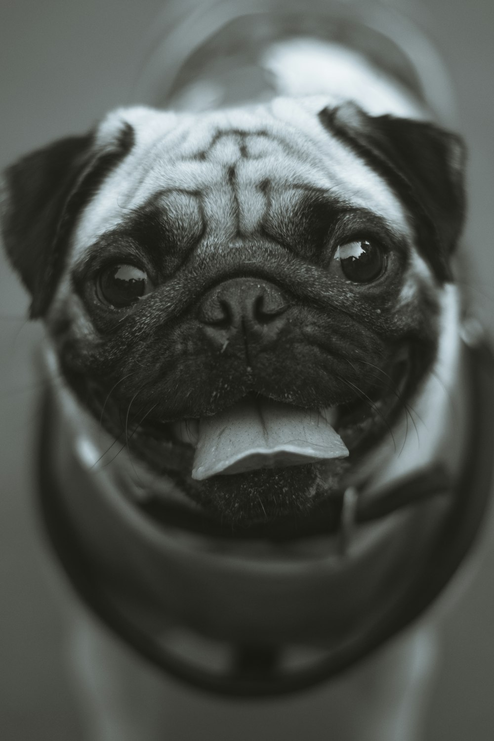 grayscale photo of fawn pug
