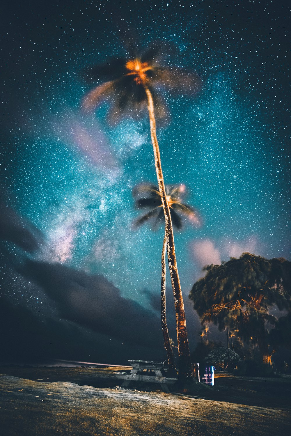 fotografia de baixo ângulo do coqueiro sob o céu noturno