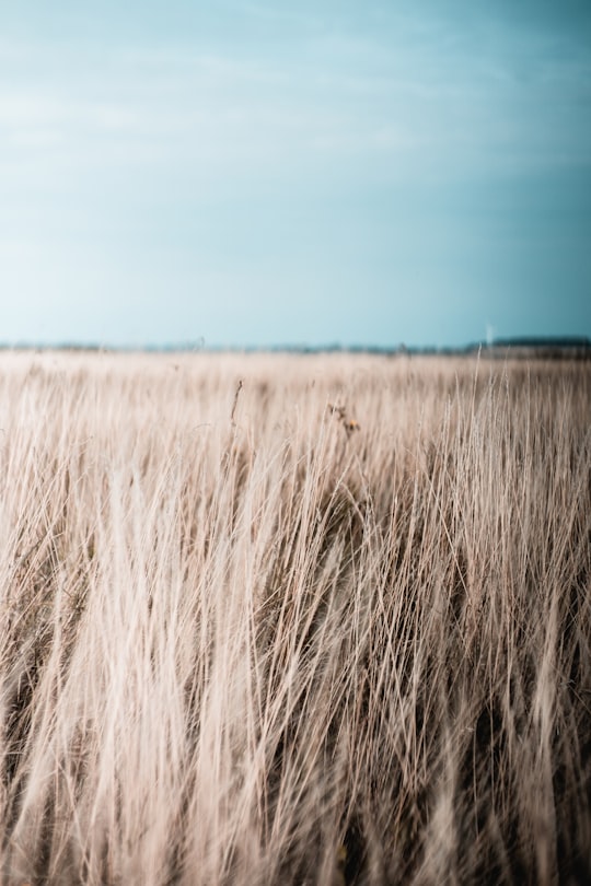 gray field under blue sky in Nysted Denmark