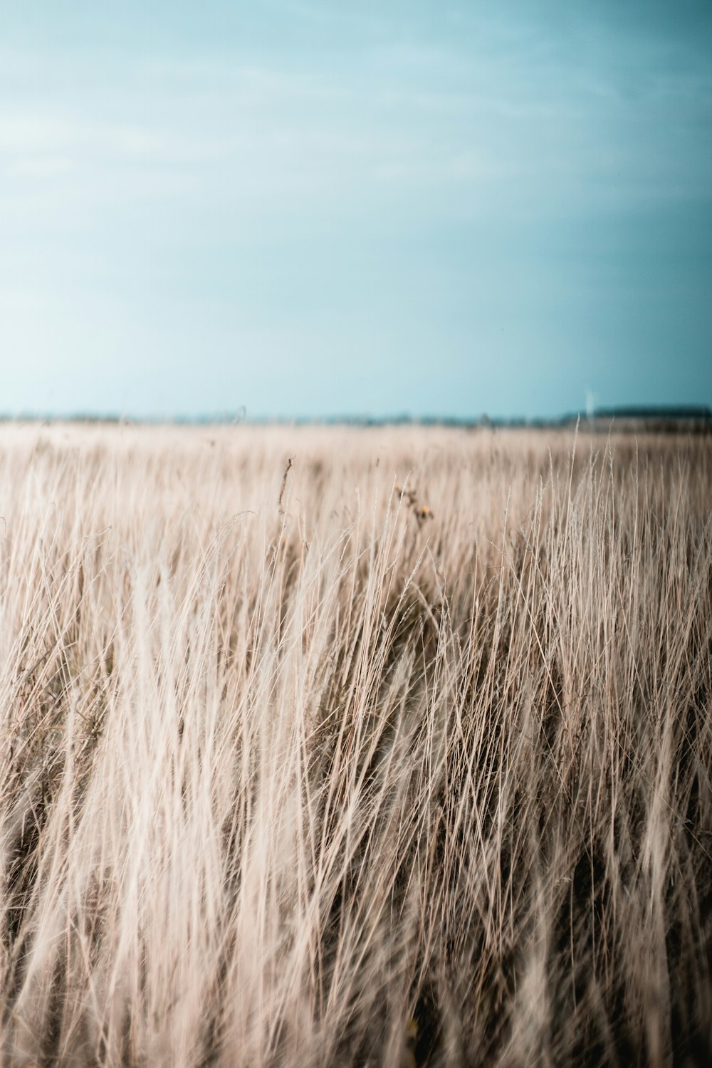 gray field under blue sky