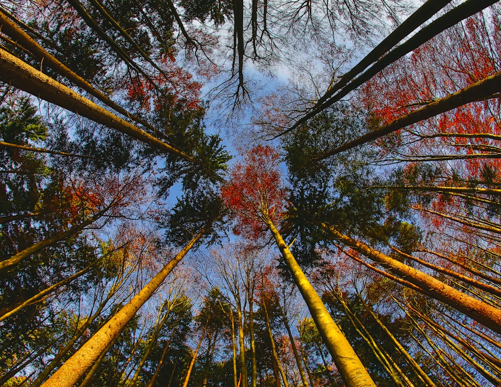 low-angle photo of red and green leafed trees