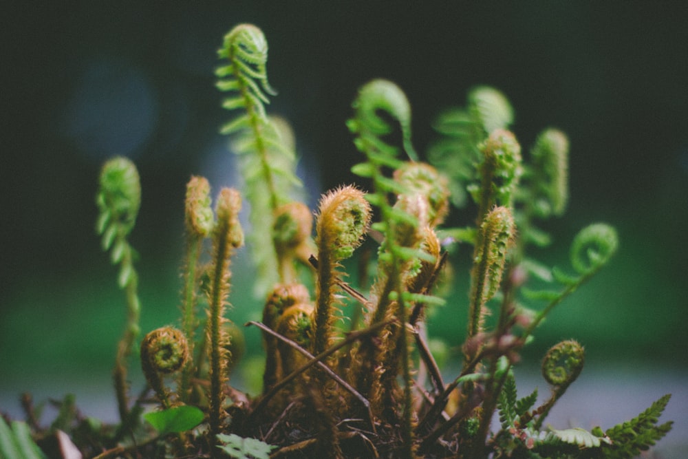 selective focus photography of young fern plants