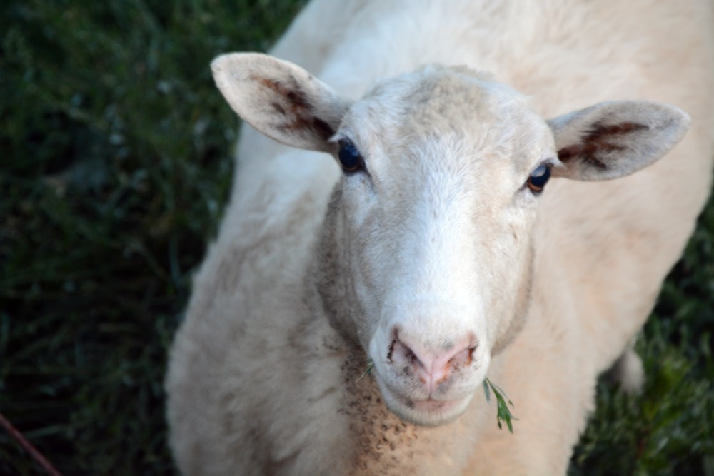 white sheep eating grass