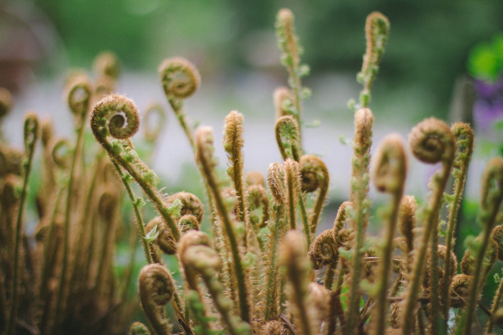 focus photography of green fern plants