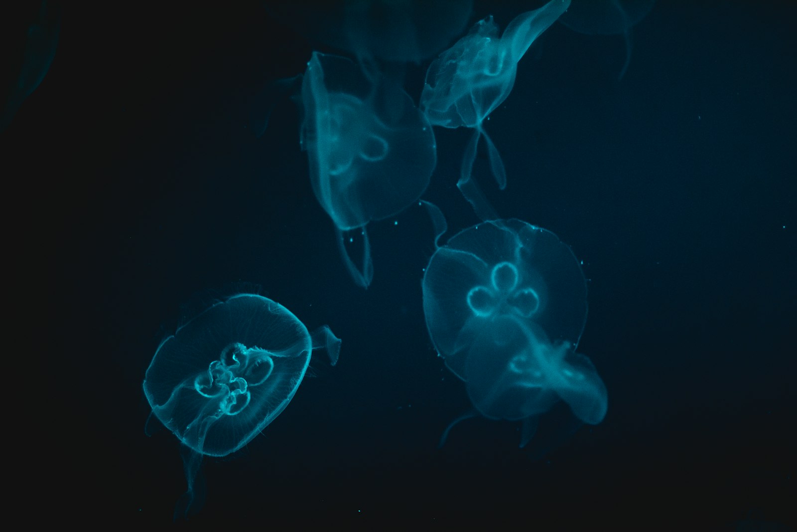 Canon EOS 60D + Canon EF 50mm F1.4 USM sample photo. Gray jellyfish photography