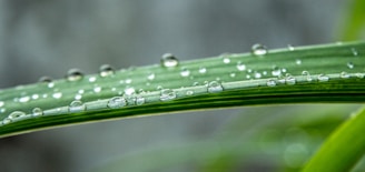 Close-up of shimmering water droplets on fresh green leaves under soft sunlight.