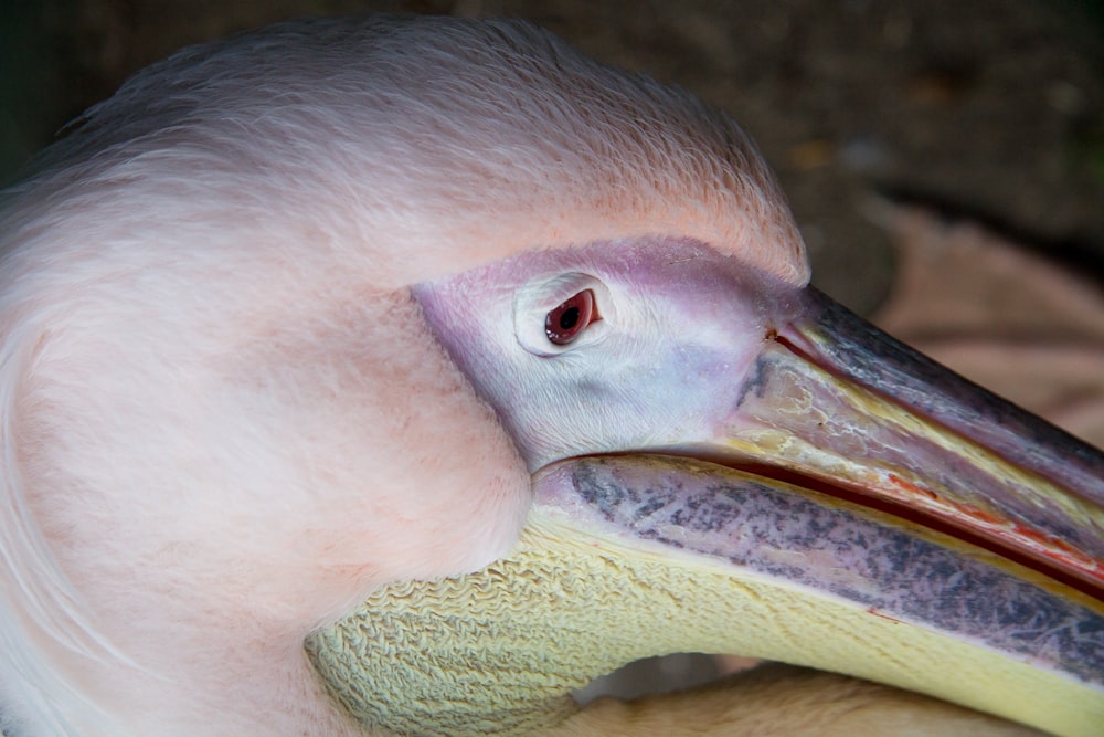 shallow focus photography of pelican head