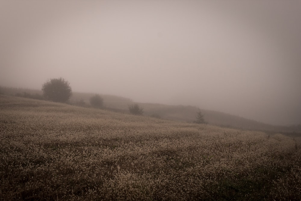 plants covering with fog