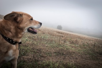 short-coated brown dog on green grass