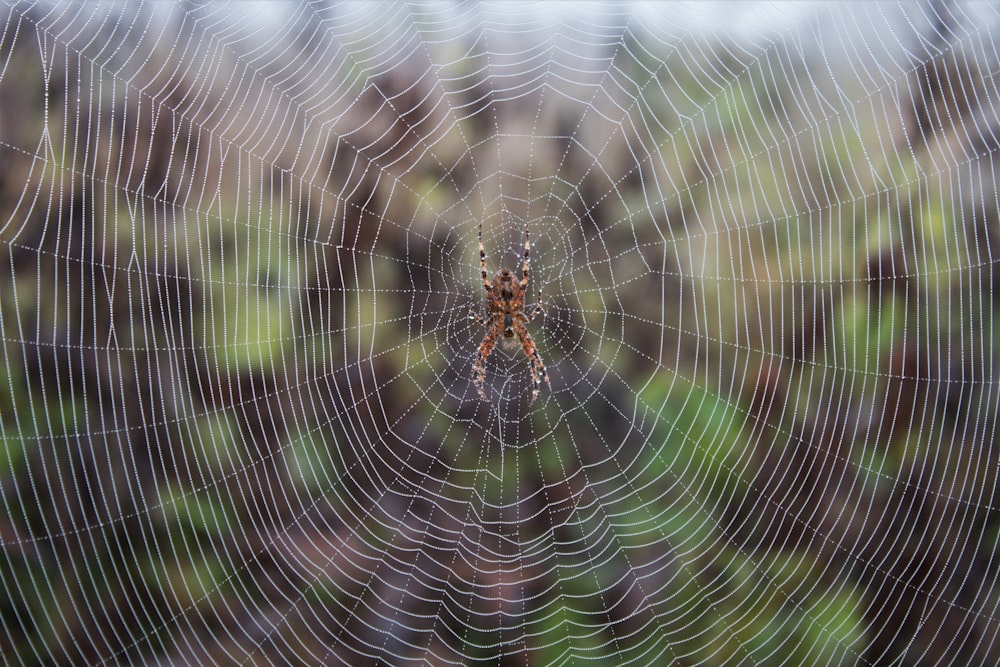 brown spider on spiderweb