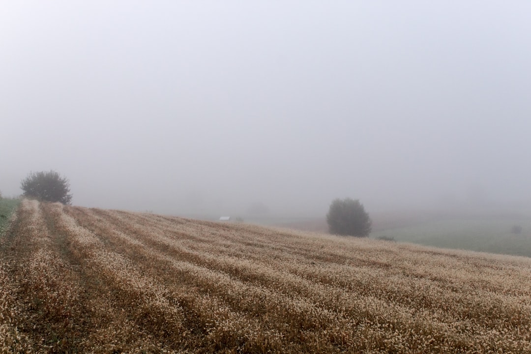 brown field under fog at daytime