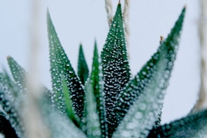 Aloe Vera Gel