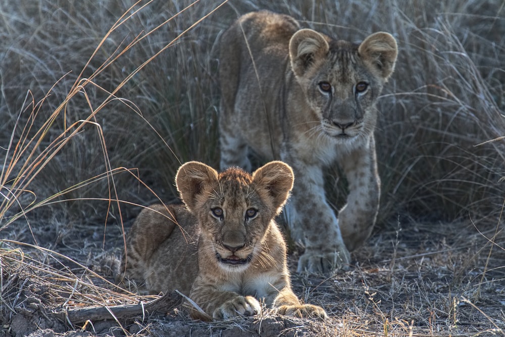 two cubs lying on brown grass