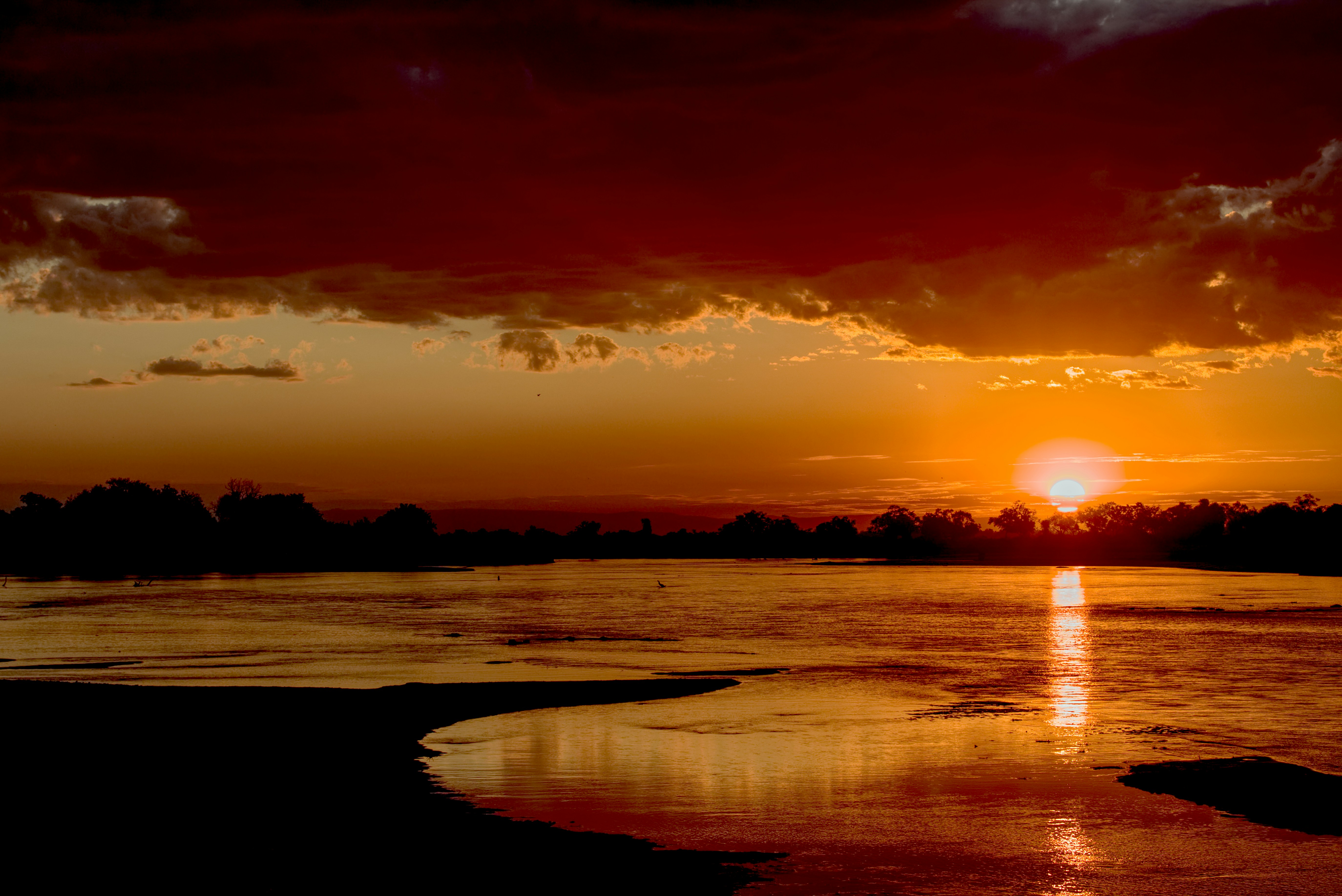 silhouette of trees near body of water
