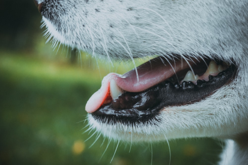 closed-up photo of dog with open mouth