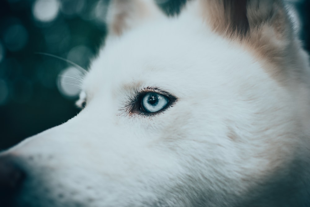 macro photography of gray dog eye