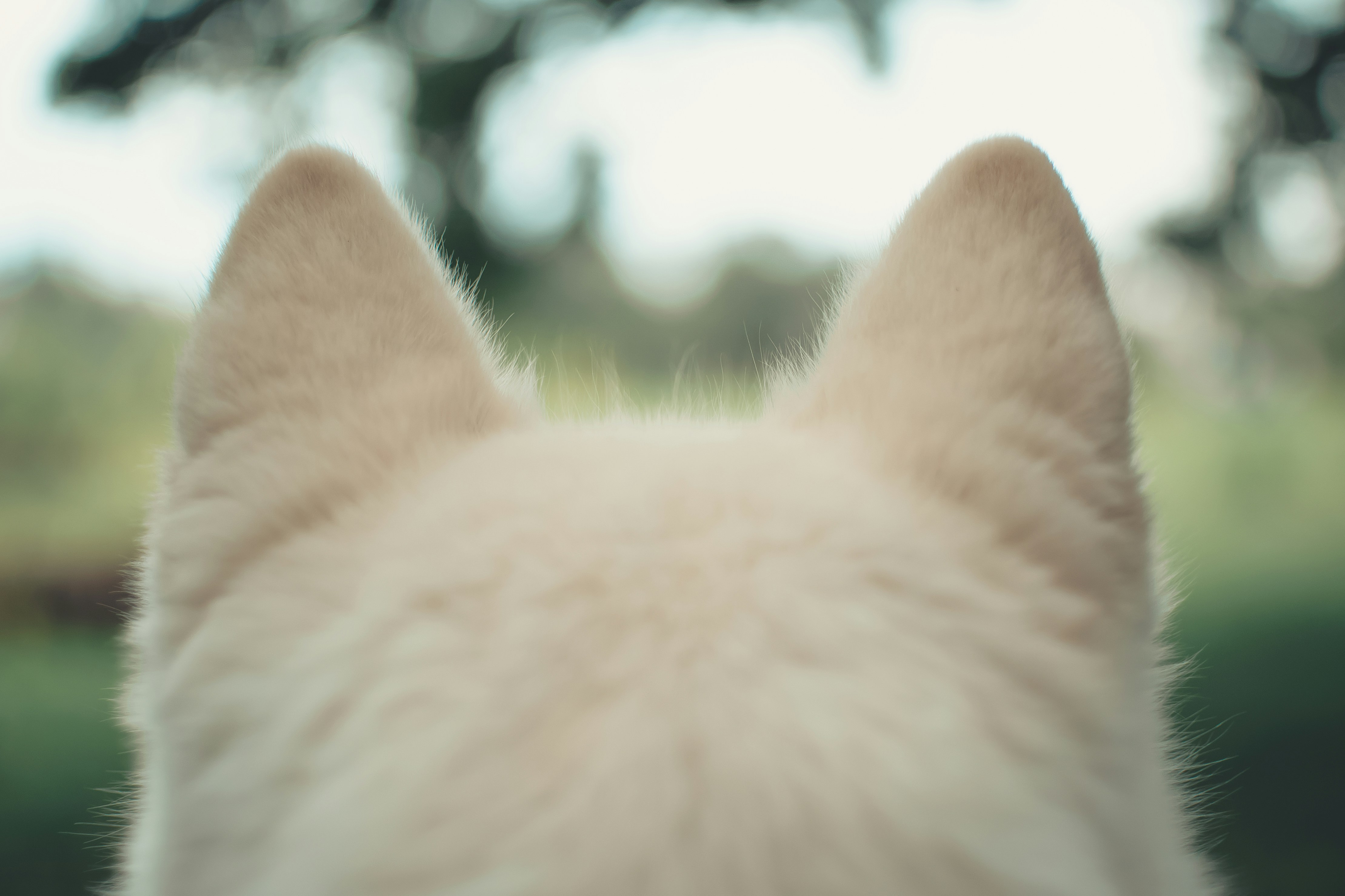 How to Clean a Dog's Ears Properly: The Vet-Approved Guide to Ending Head Shaking
