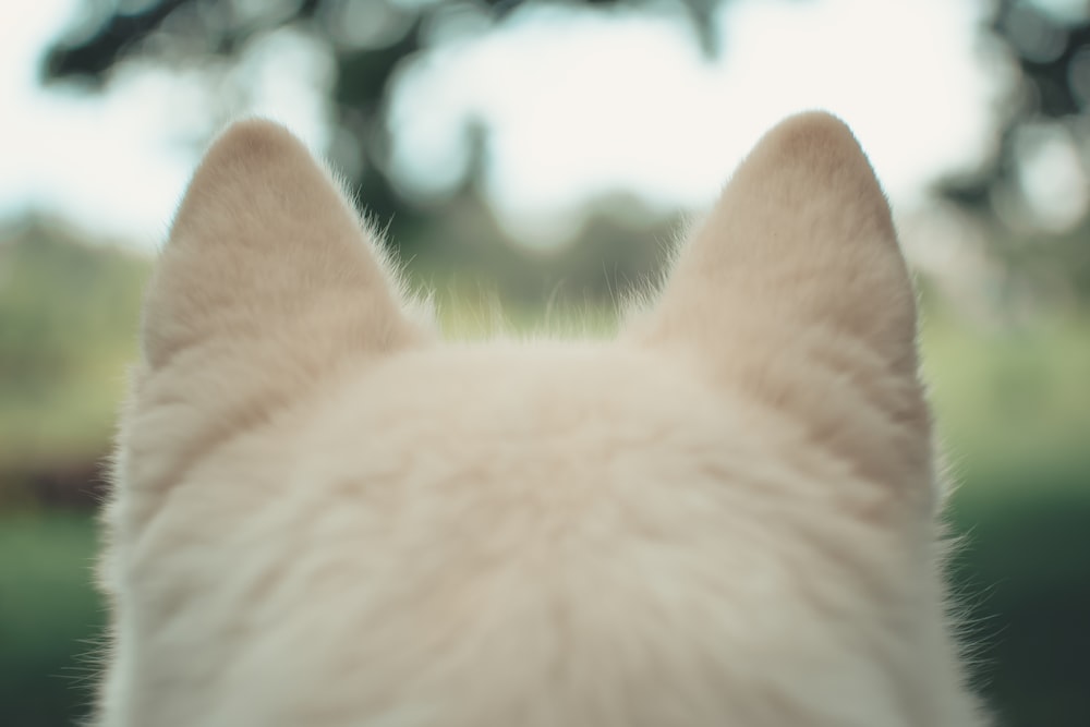 a close up of a white dog's face