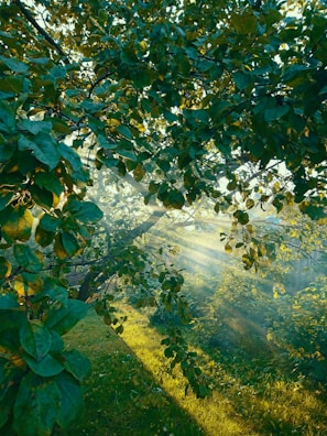 Soft sunlight filtering through leaves onto a yoga mat rolled out on grass.