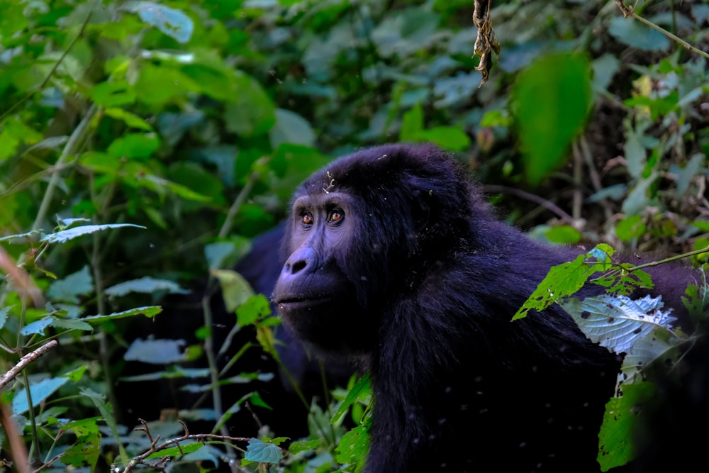 black monkey beside green leafed plants in close-up photography