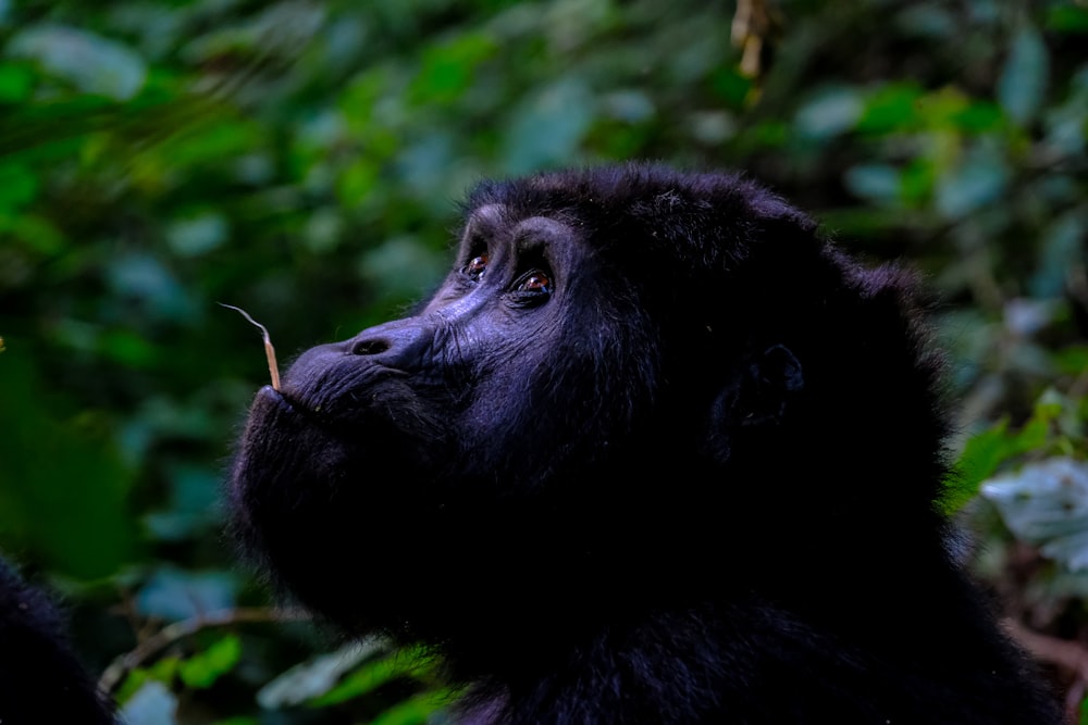 shallow focus photography of black monkey