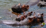 A group of hippos is floating in the water, with their heads mostly submerged. They are closely huddled together, and the sunlight reflects off their wet skin, creating a shiny appearance. The water is calm with small ripples and patches of light and shadow.
