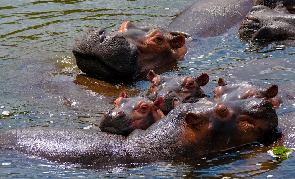 hippopotame nageant