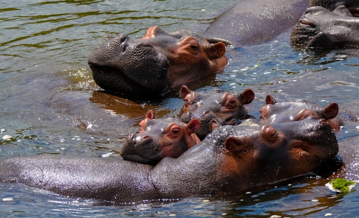 Why Hippos Have Small Ears