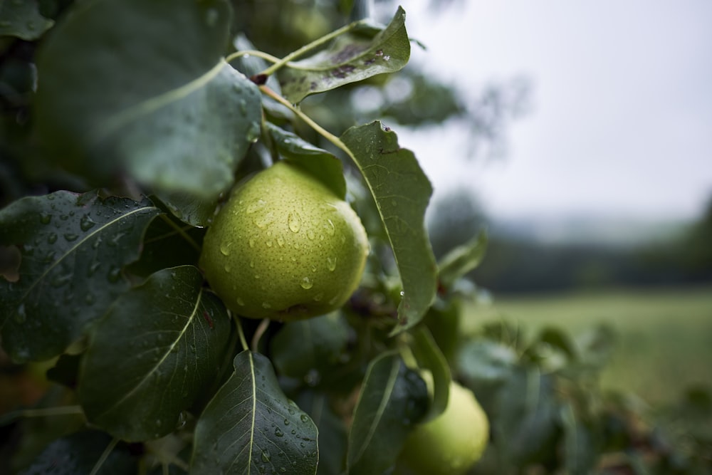 green citrus fruit with water dew