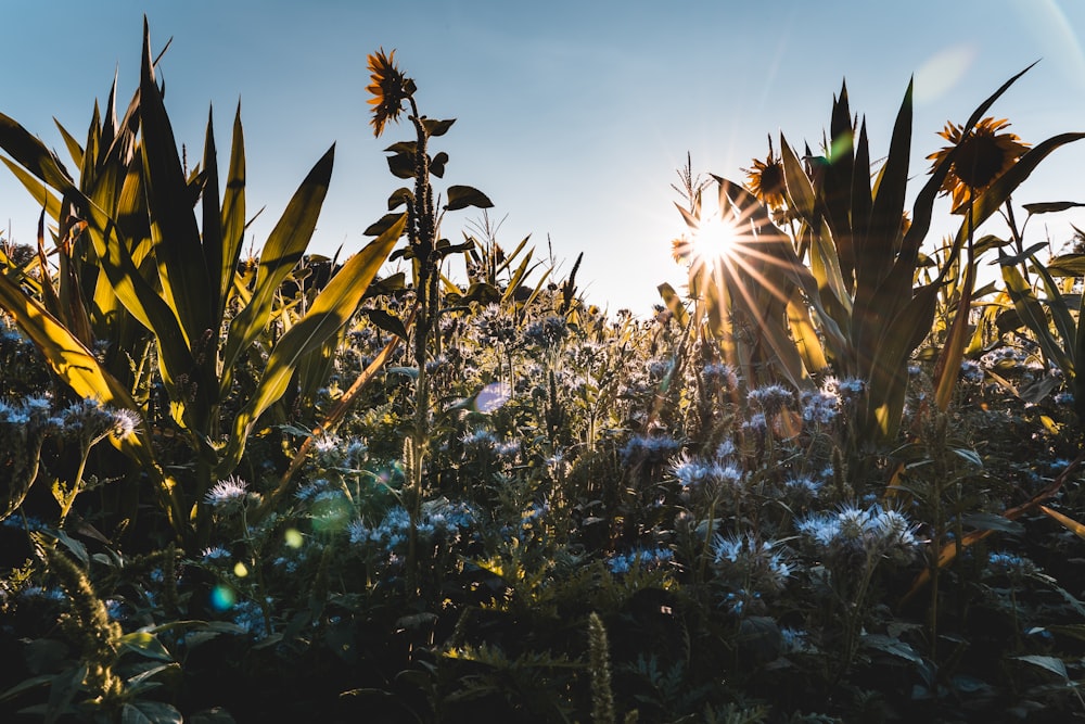 the sun shines brightly through a field of wildflowers